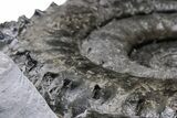Spiny Jurassic Ammonite (Apoderoceras) Fossil - England #243511-5